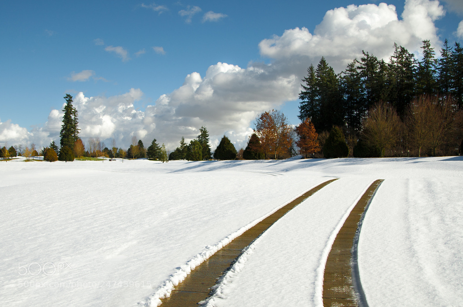 Canon EOS-1D Mark III sample photo. Snow and trees photography