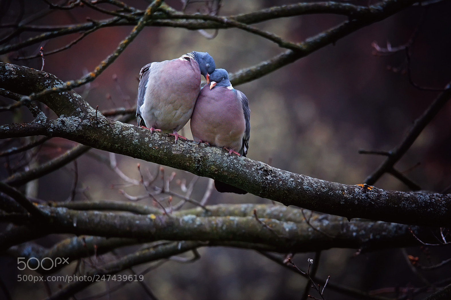 Nikon D7100 sample photo. Stock-dove love photography