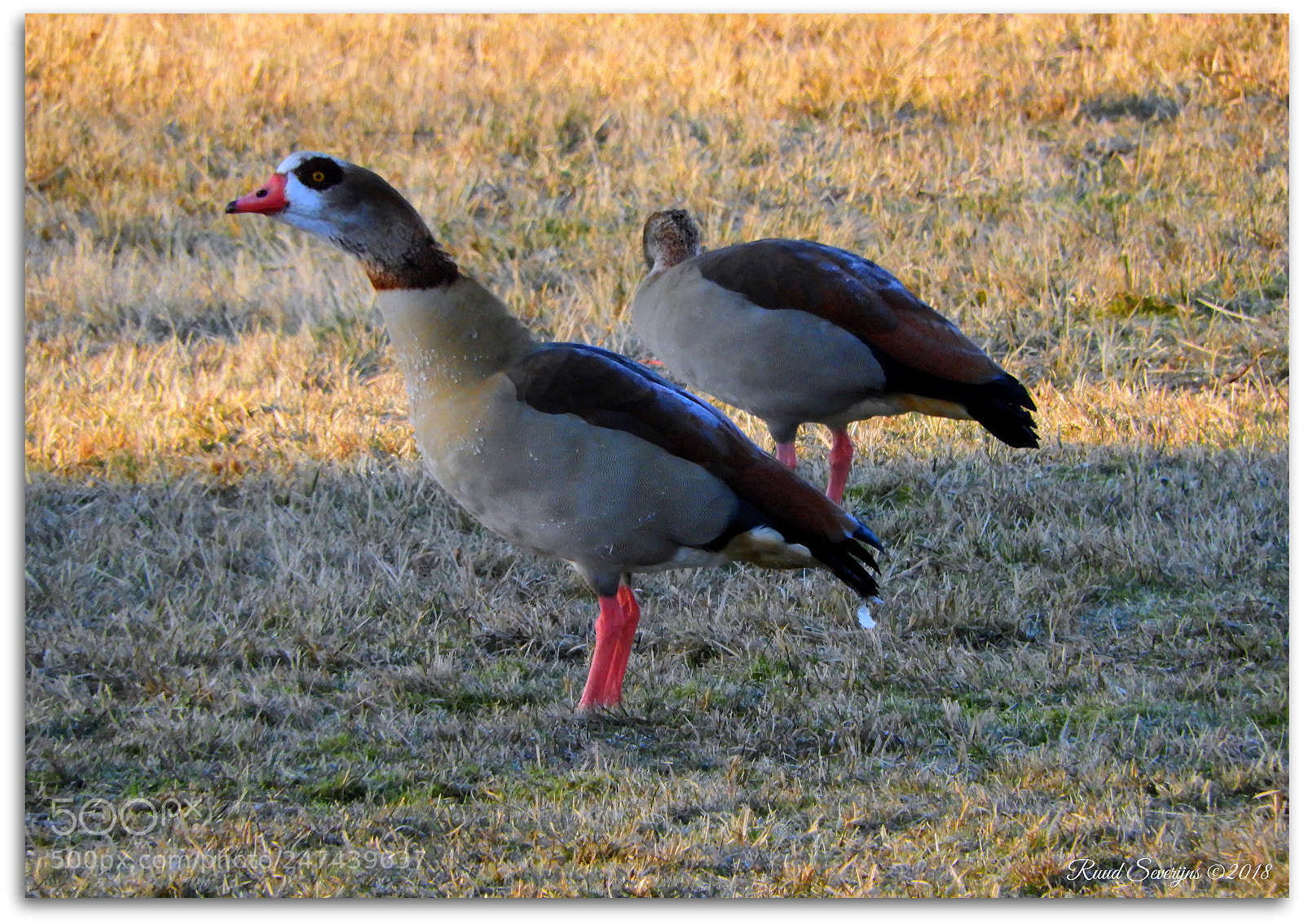 Nikon Coolpix B700 sample photo. Egyptian goose photography