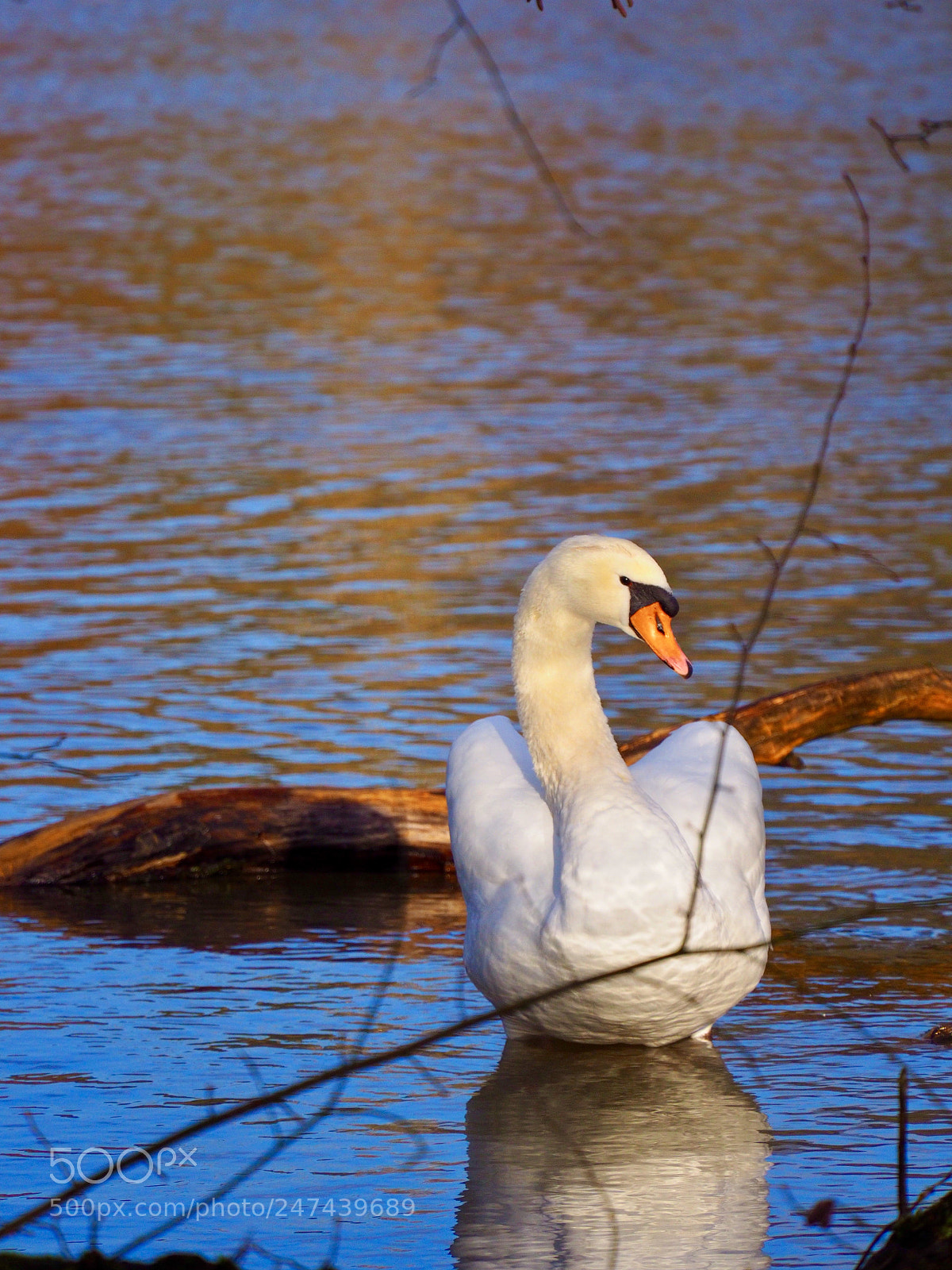 Olympus OM-D E-M10 II sample photo. Swan photography