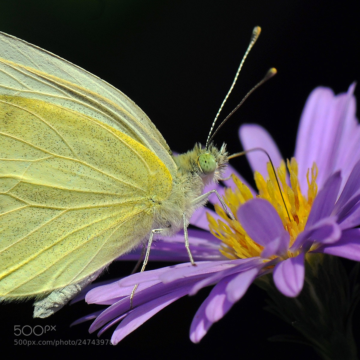 Nikon D3X sample photo. Pieris brassicae photography