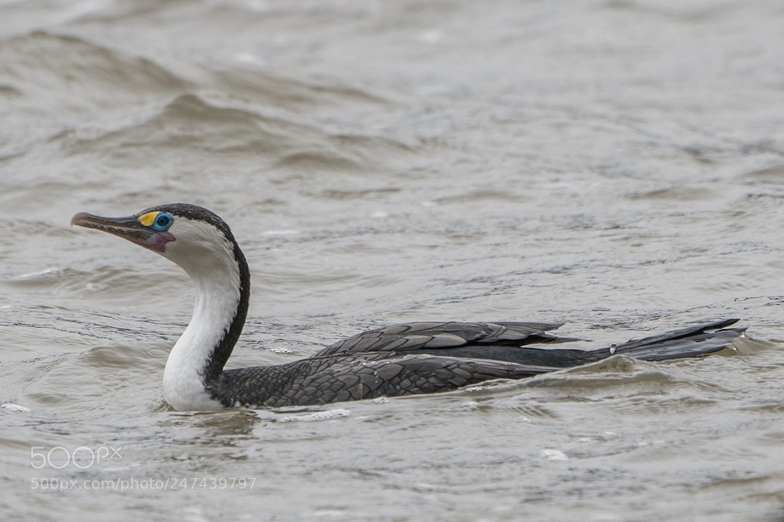 Nikon D500 sample photo. Pied shag / kārihiruhi photography