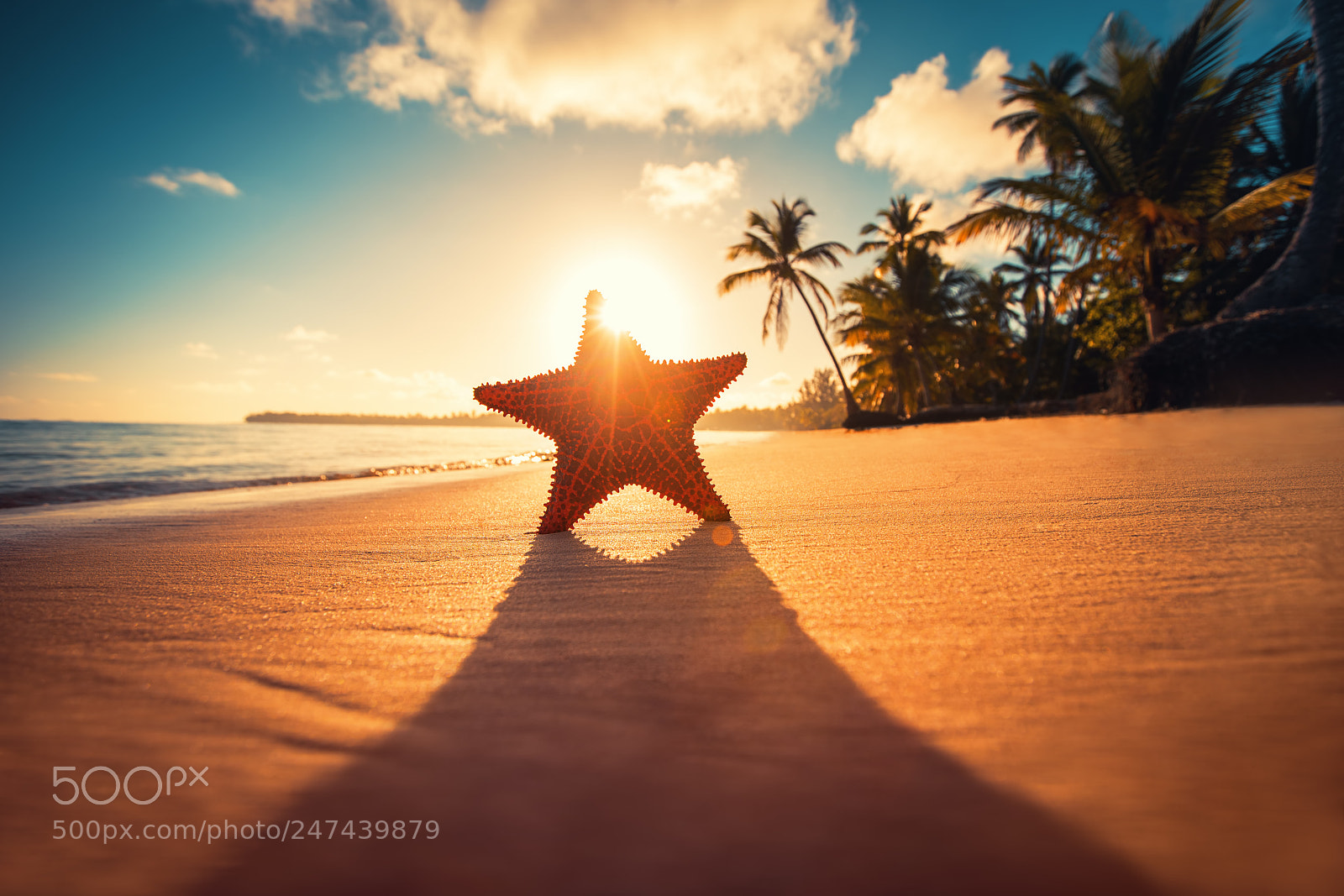 Sony a7R II sample photo. Seastar or sea starfish photography