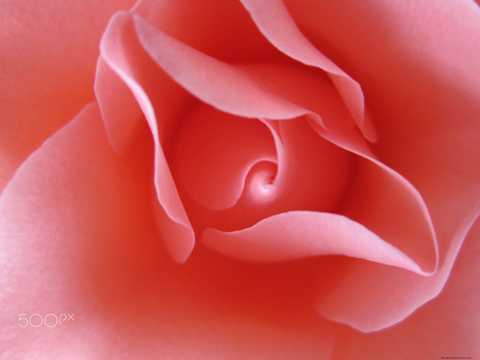 Canon PowerShot SD940 IS (Digital IXUS 120 IS / IXY Digital 220 IS) sample photo. The beauty of roses photography