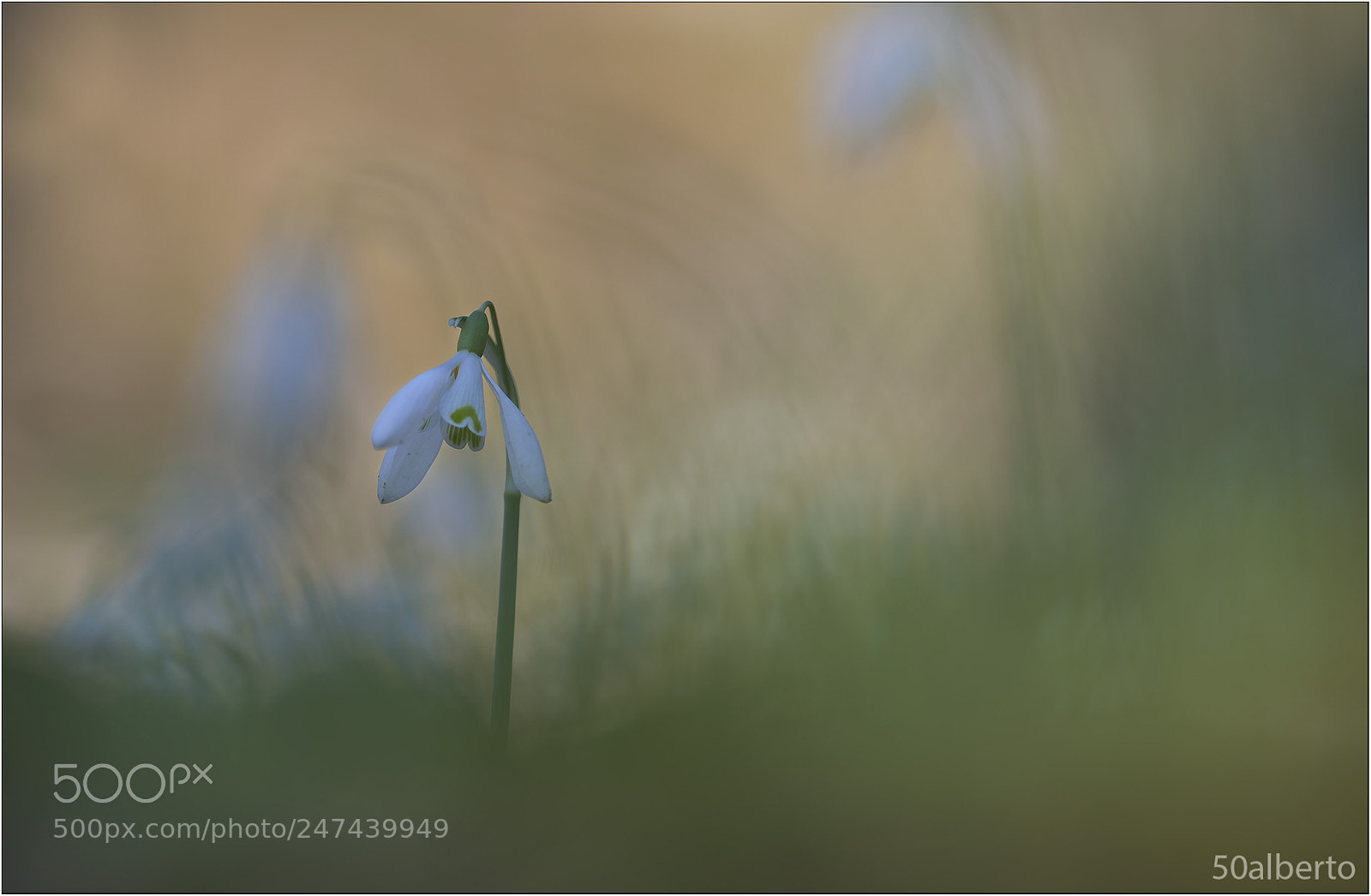 Nikon D610 sample photo. Galanthus nivalis photography