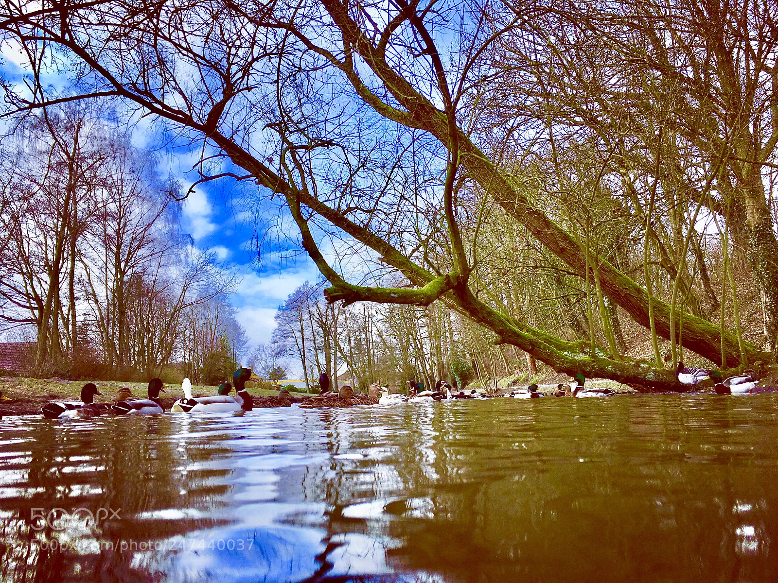 Apple iPhone SE sample photo. Ducks on a lake photography