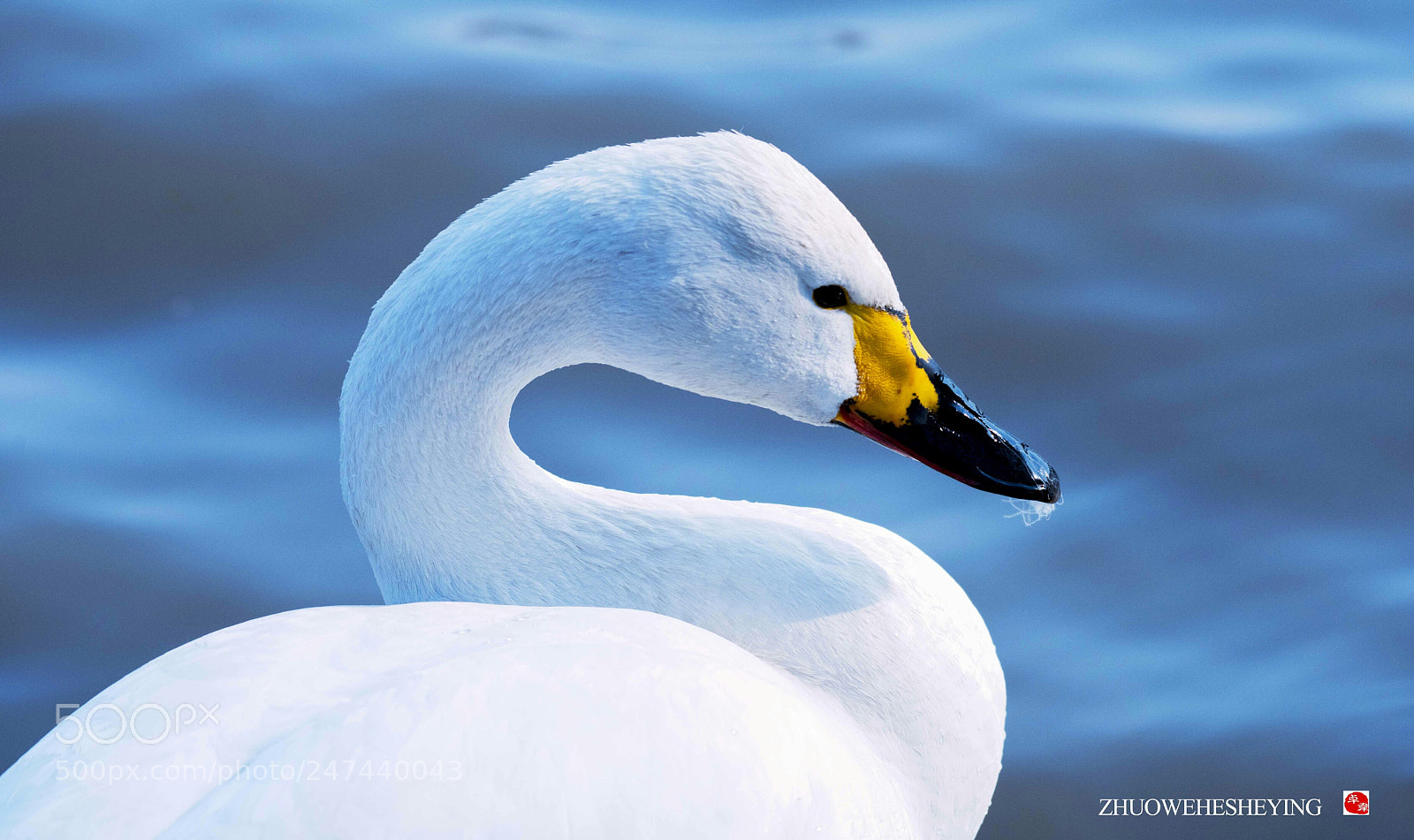 Nikon D810 sample photo. Untitled photography