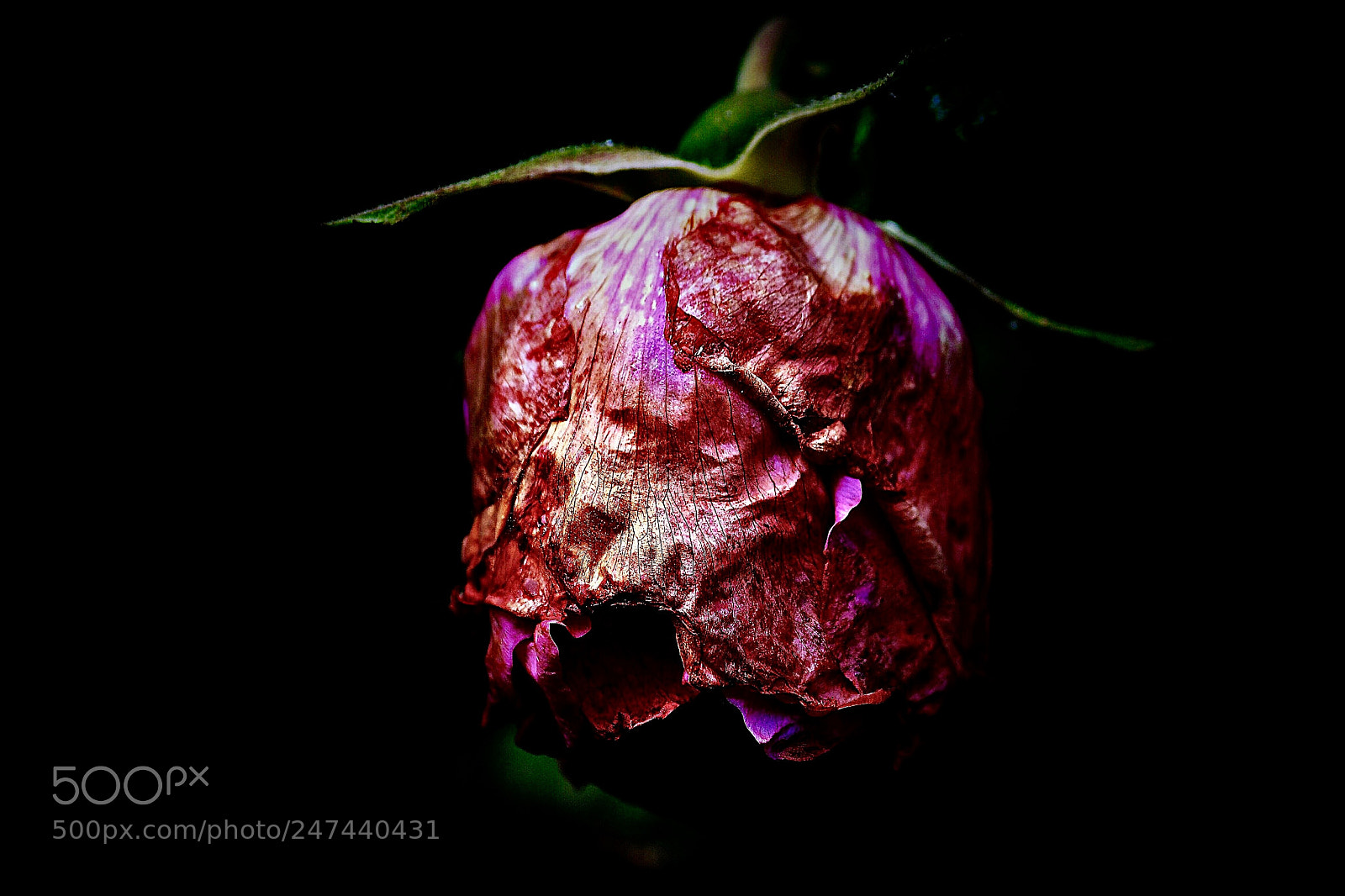 Nikon D500 sample photo. Цветок шиповника photography