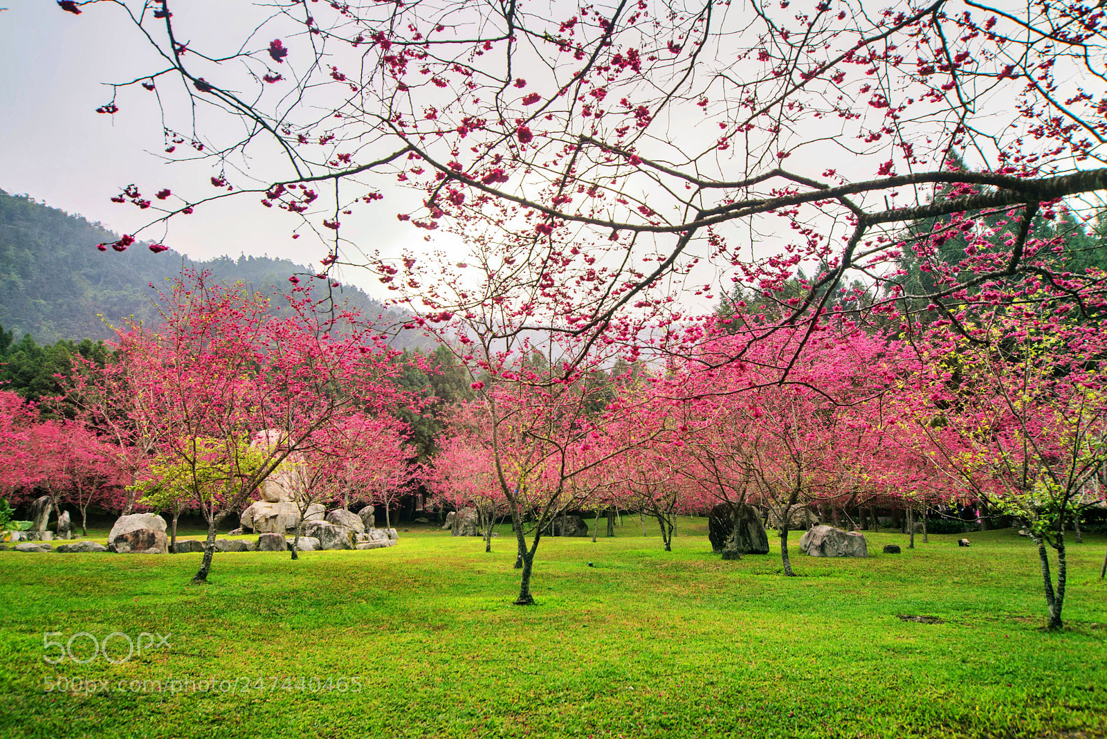 Nikon D610 sample photo. Formosan aboriginal culture village photography