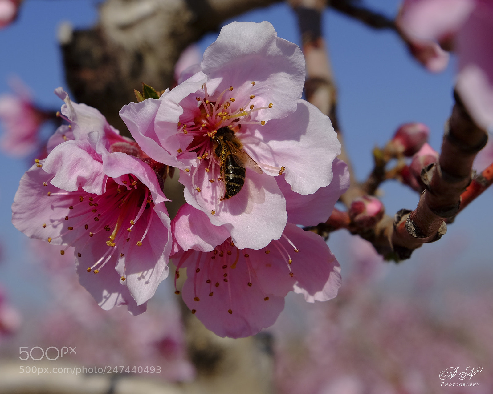 Fujifilm X-T10 sample photo. Polinización photography