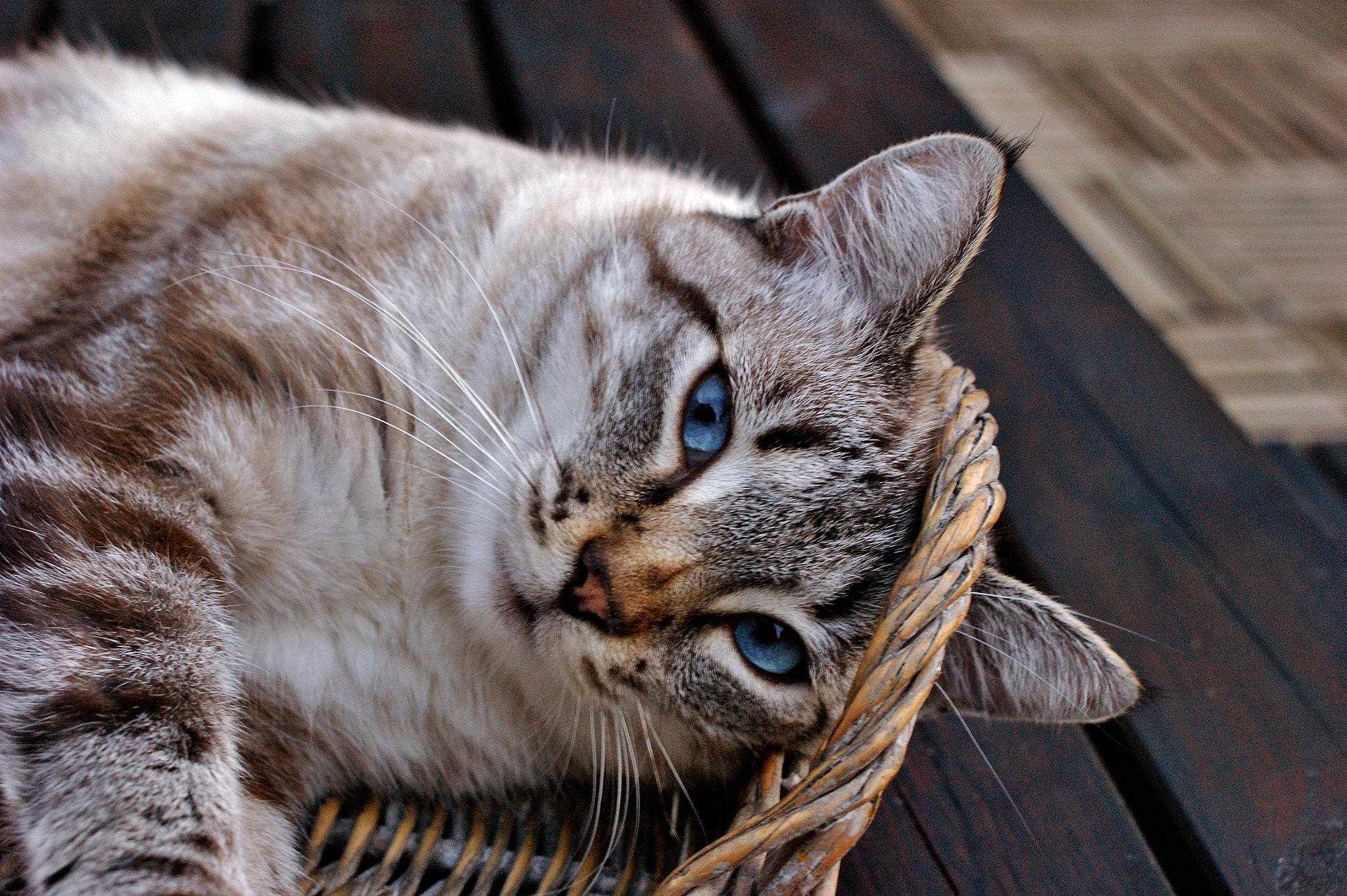 Sony DT 18-70mm F3.5-5.6 sample photo. Ponyo photography