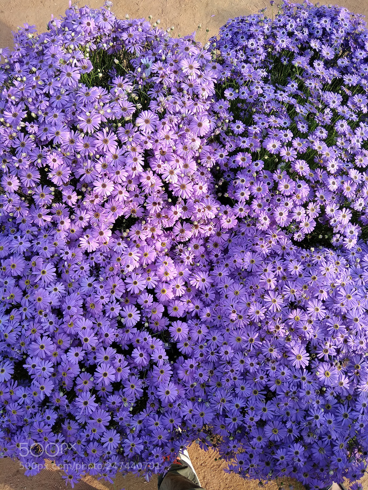 Xiaomi Redmi 5A sample photo. Untitled photography