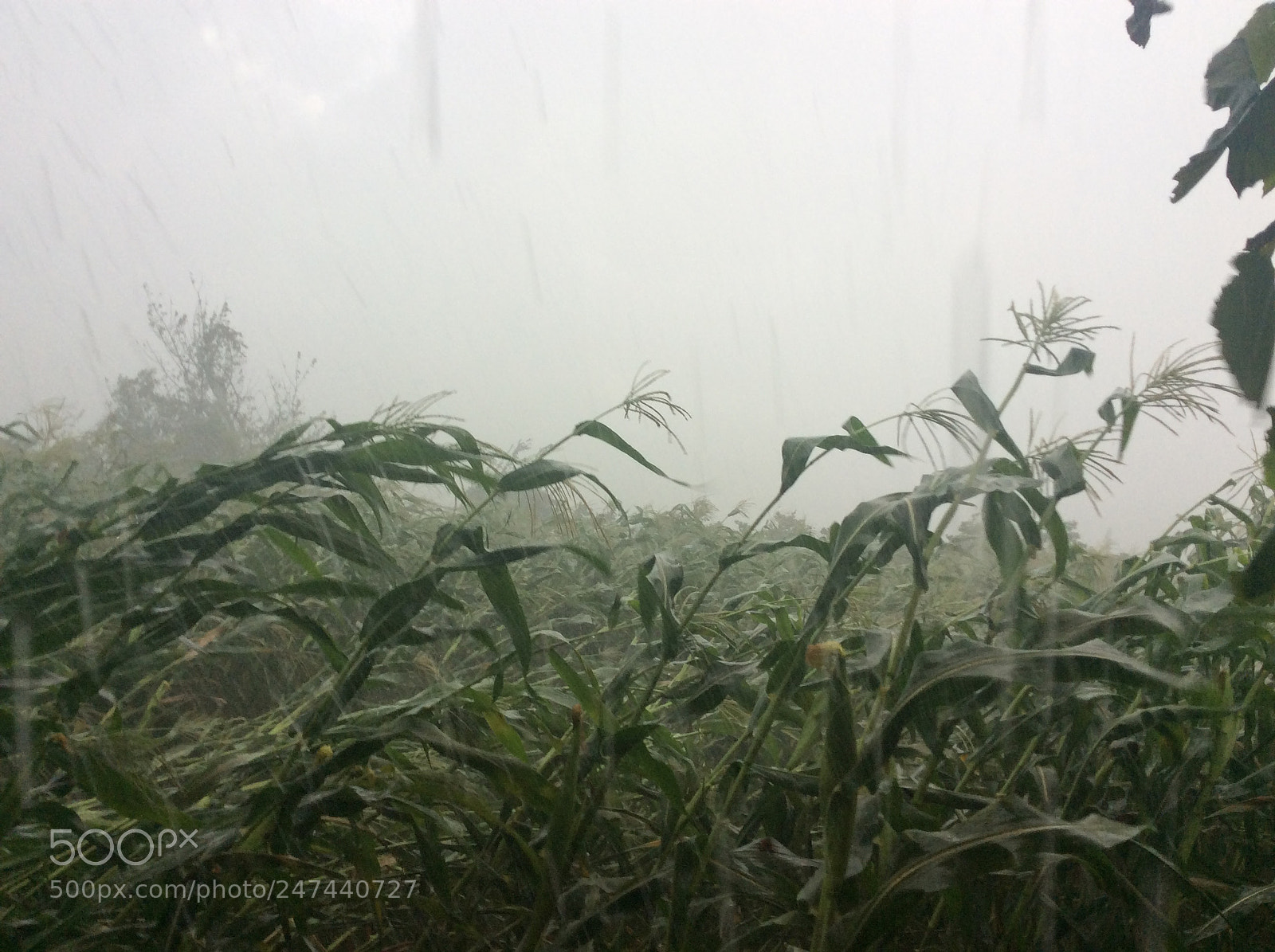 Apple iPad Air sample photo. ?cornfield. photography