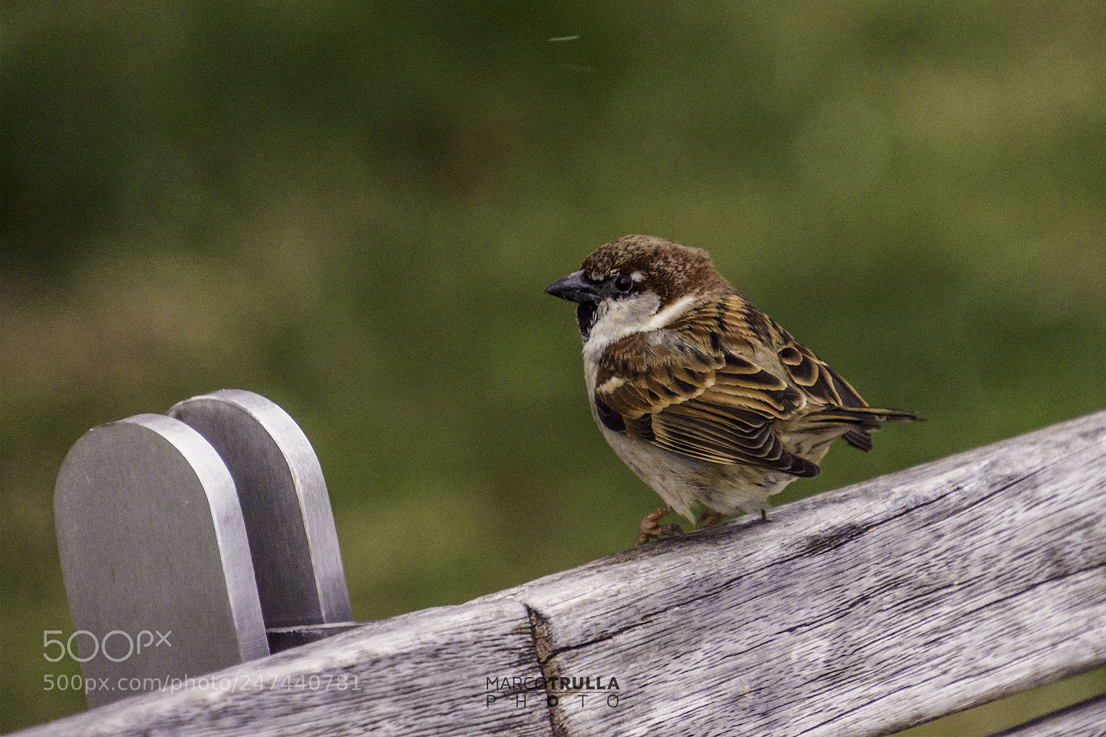 Nikon D7200 sample photo. Bird in a snowy photography