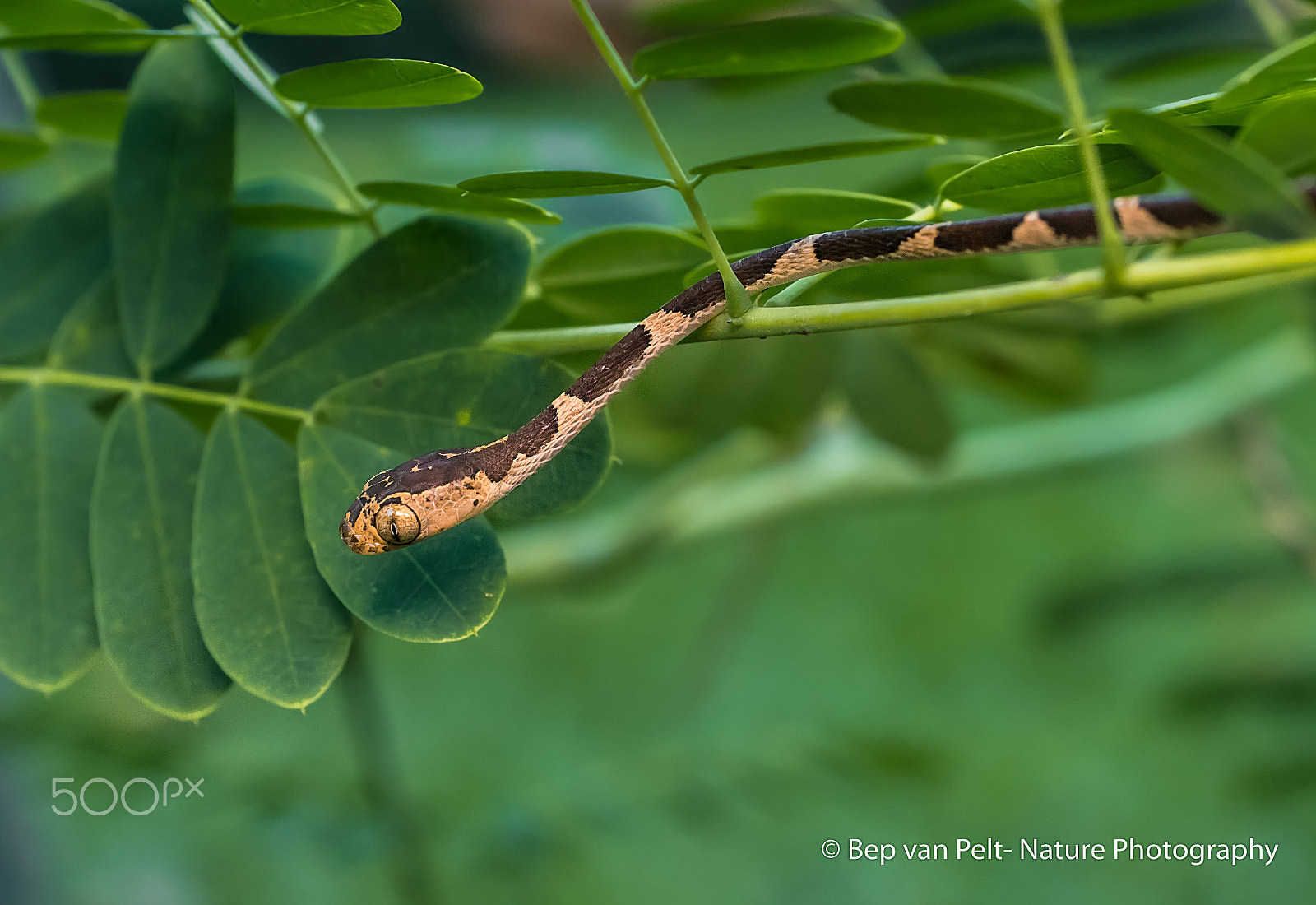 Sigma 50mm F2.8 EX DG Macro sample photo. Fiddle-string snake photography