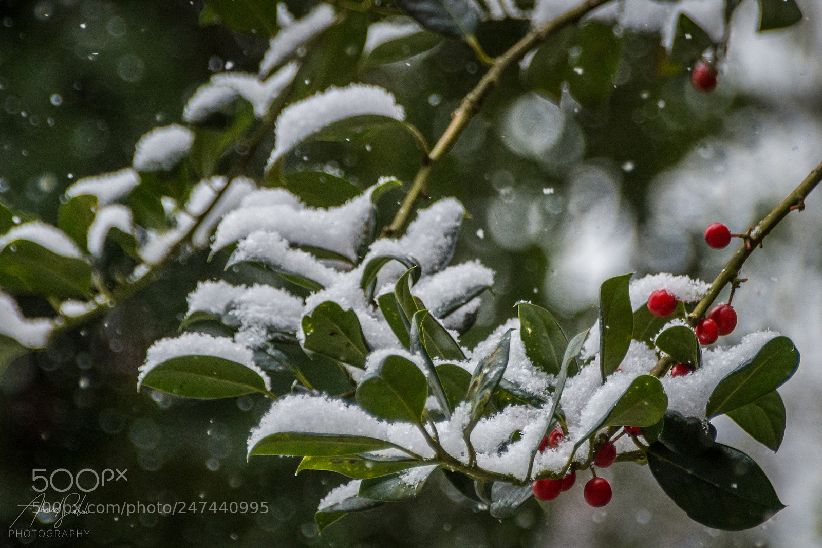 Nikon D7200 sample photo. Snow afternoon photography