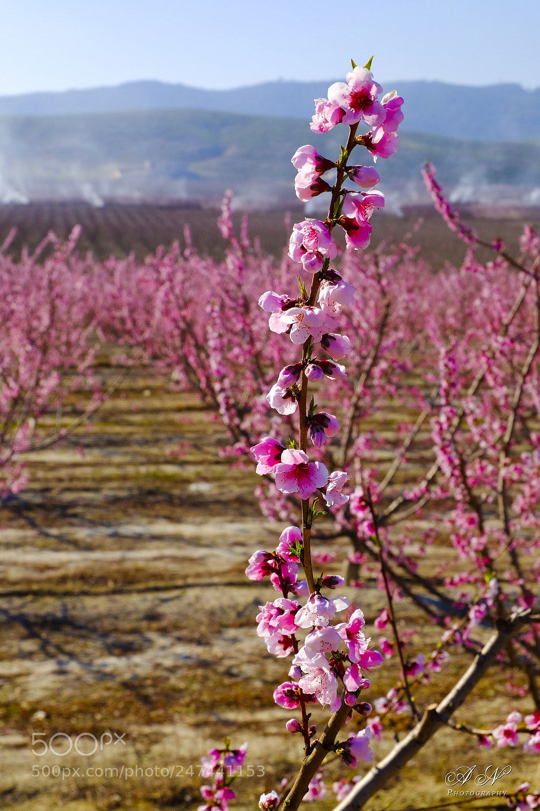 Fujifilm X-T10 sample photo. Floración  en cieza photography