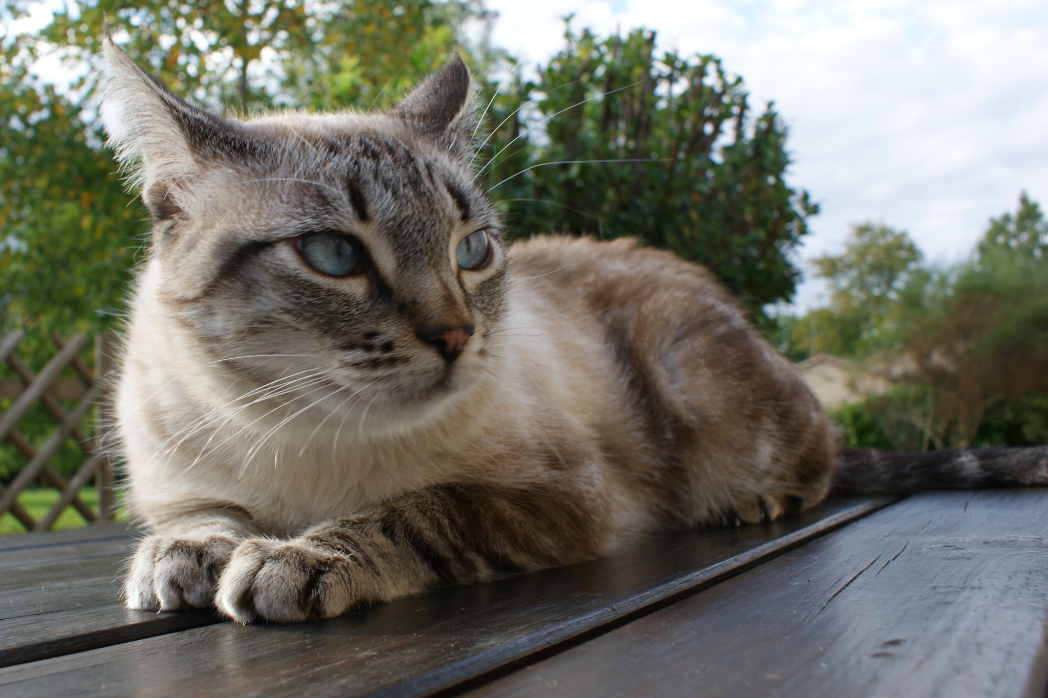 Sony DT 18-70mm F3.5-5.6 sample photo. Ponyo photography