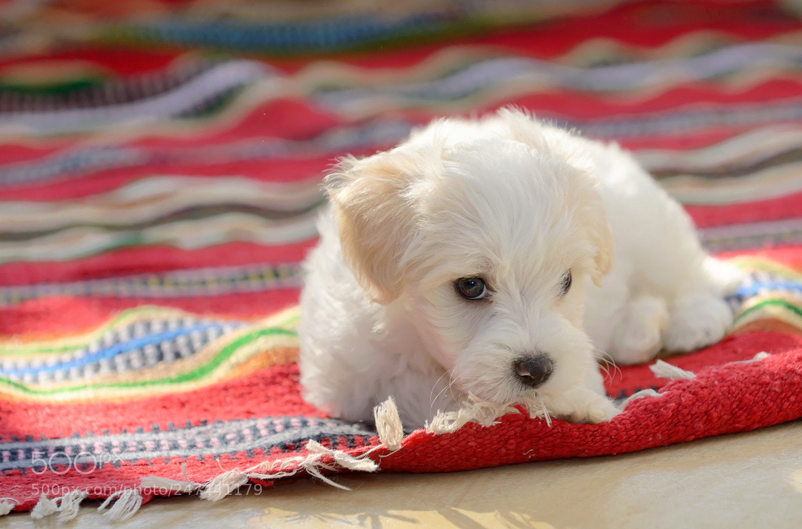 Nikon D610 sample photo. White puppy maltese dog photography