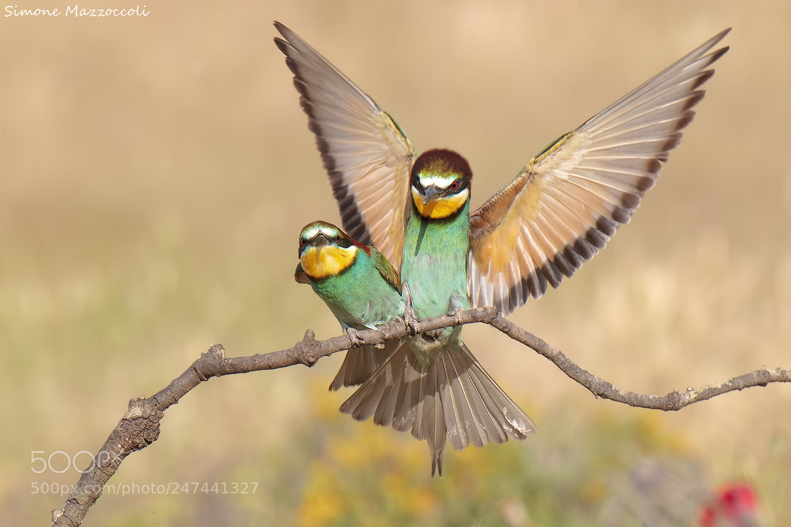 Canon EOS-1D Mark IV sample photo. Bee eater photography
