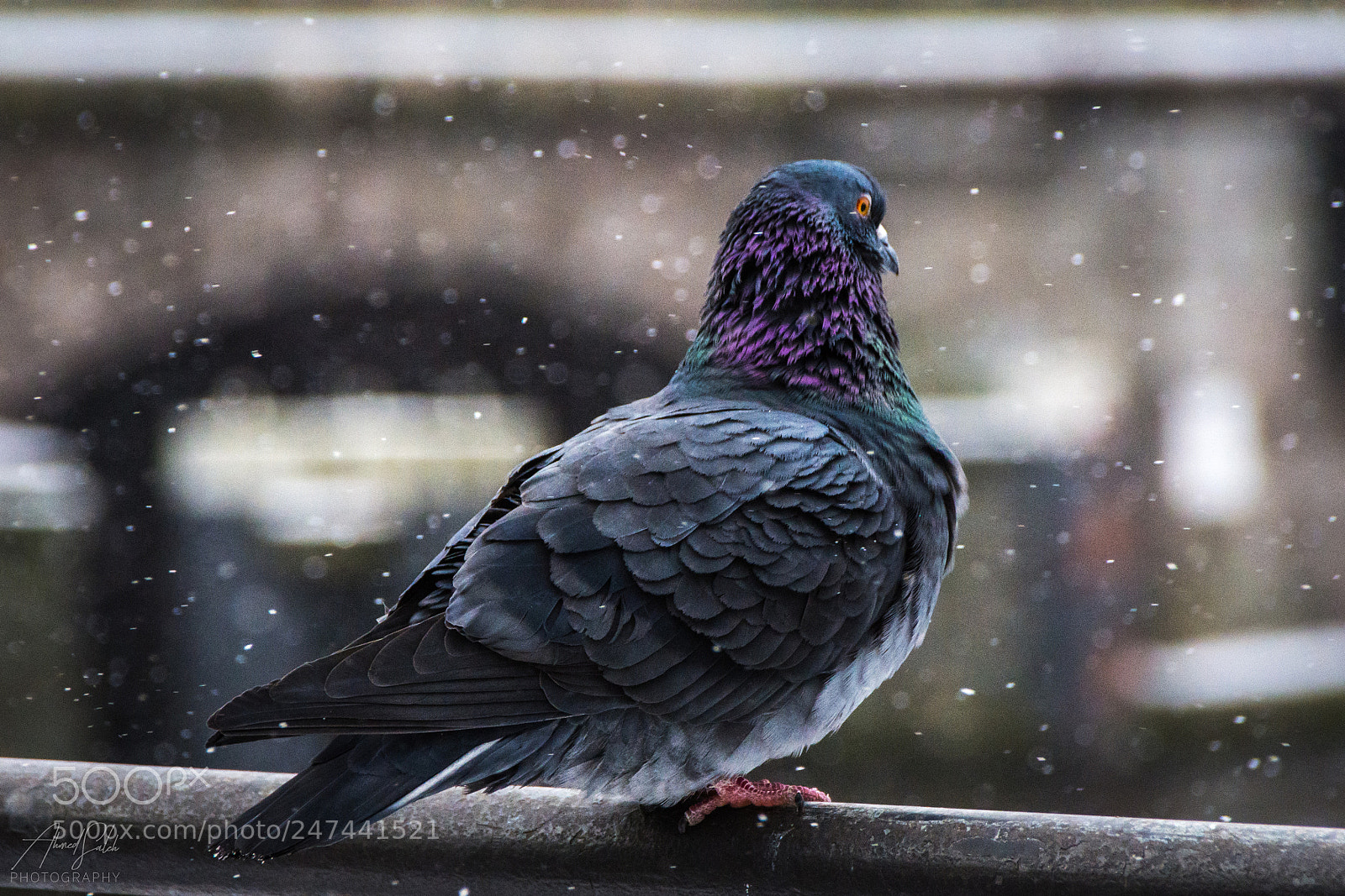 Nikon D7200 sample photo. Watching the snow photography