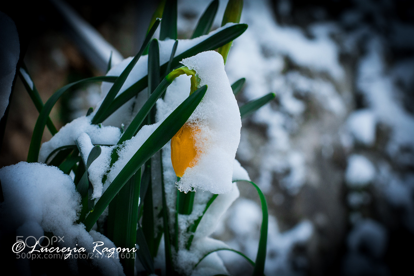 Nikon D5200 sample photo. Untitled photography