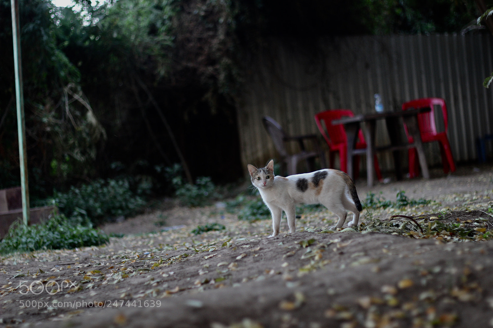Canon EOS 600D (Rebel EOS T3i / EOS Kiss X5) sample photo. Untitled photography
