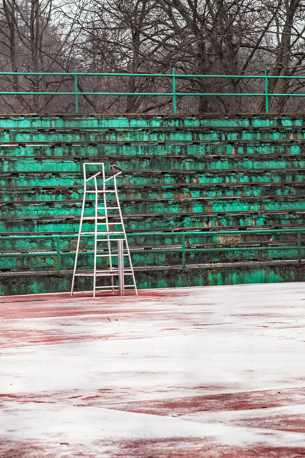 Canon EOS 50D sample photo. Crow on a snowy photography