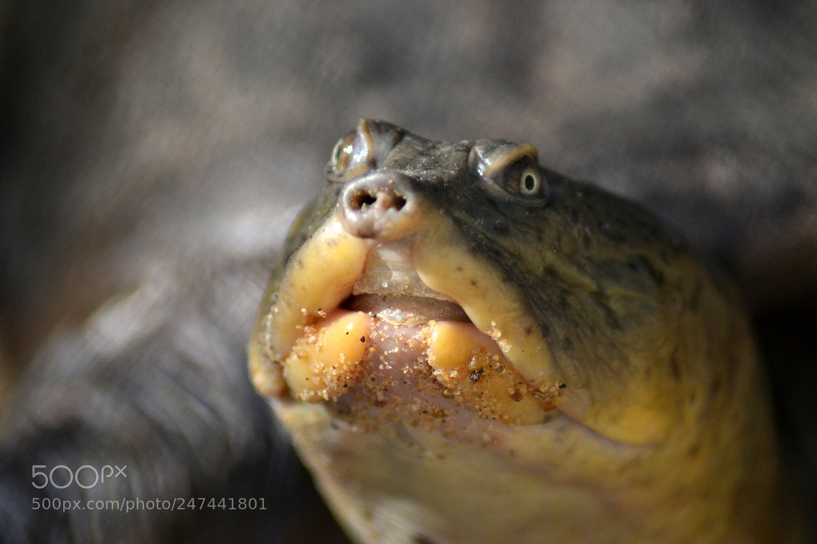Nikon D3100 sample photo. Starturtled photography