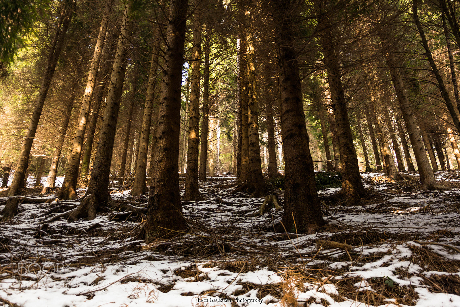 Nikon D5200 sample photo. Forest at golden hour photography