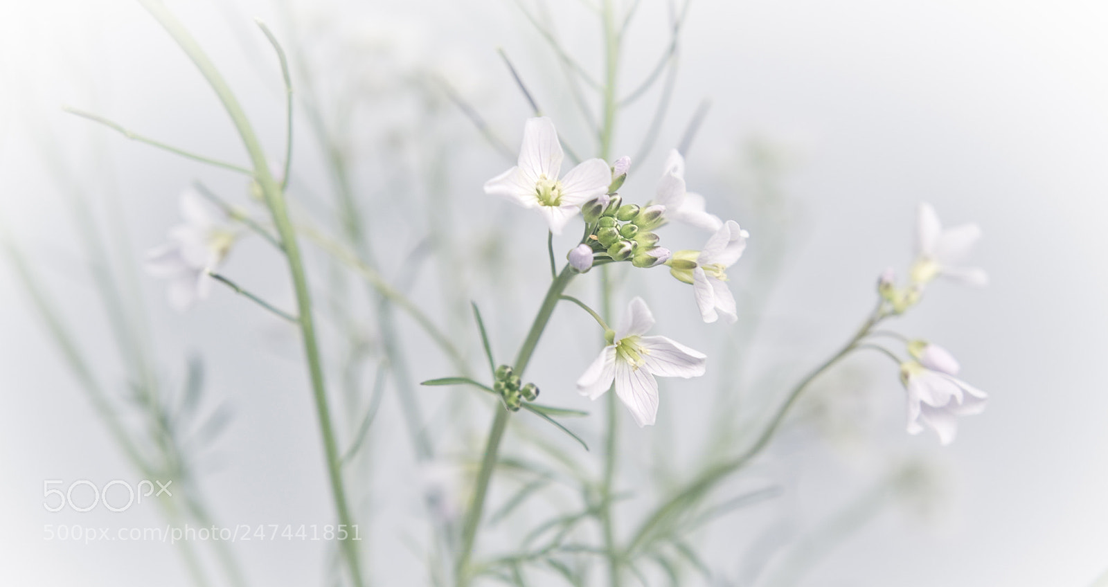 Sony Alpha NEX-5R sample photo. Lightness photography