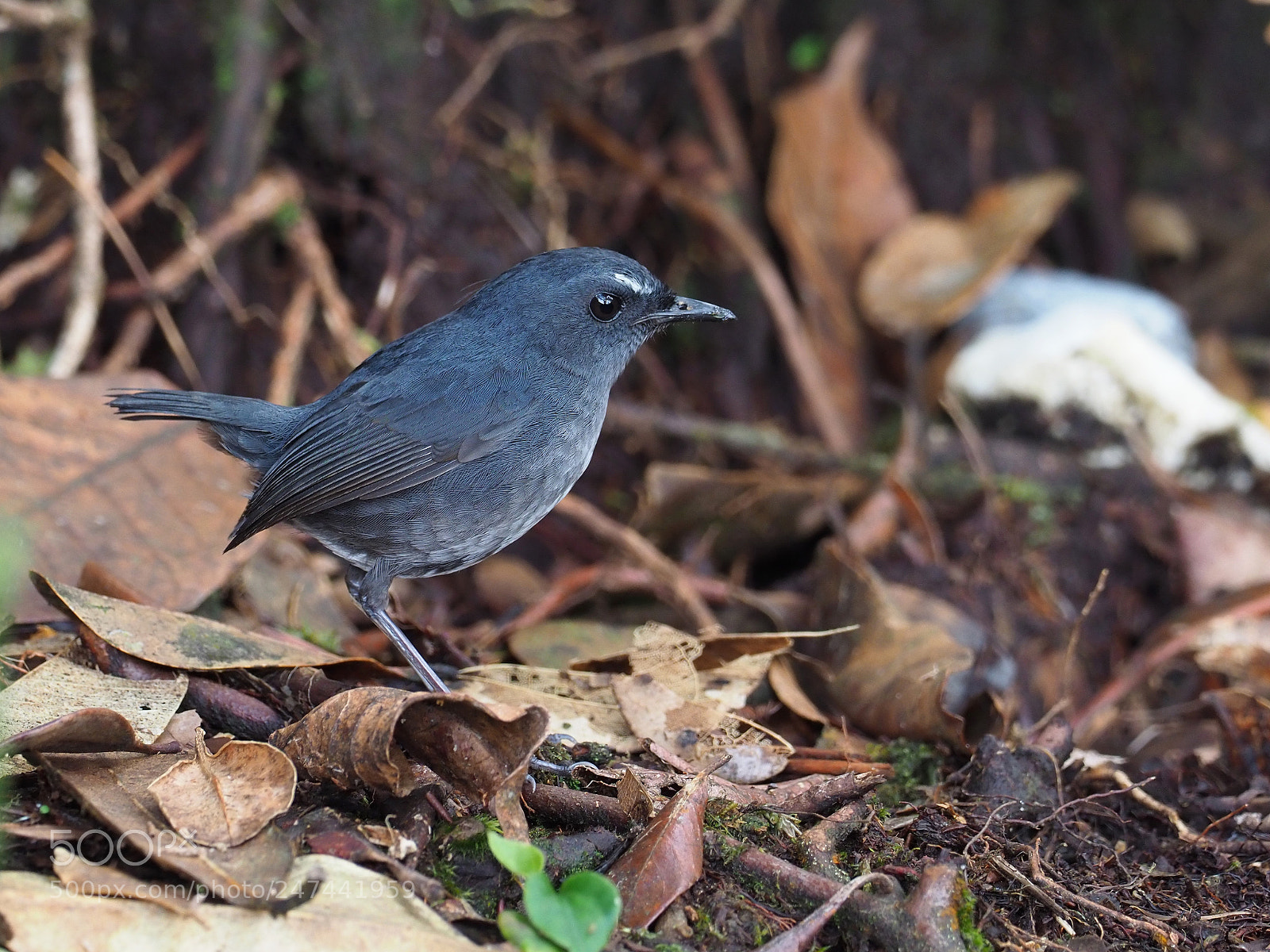 Olympus OM-D E-M1 Mark II sample photo. Lesser shortwing photography