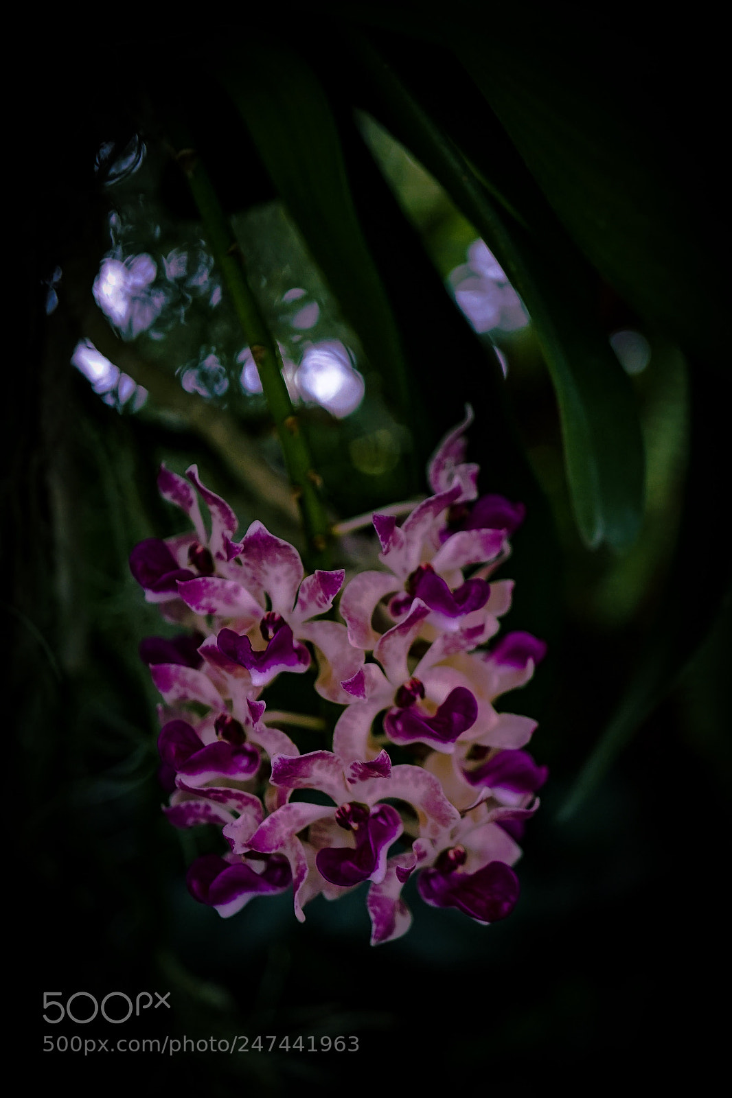 Sony a7 II sample photo. Orchid 02 photography