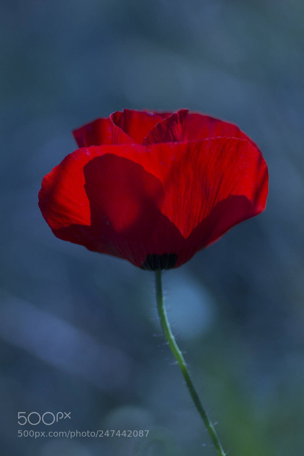 Canon EOS 600D (Rebel EOS T3i / EOS Kiss X5) sample photo. Red poppy 2 photography