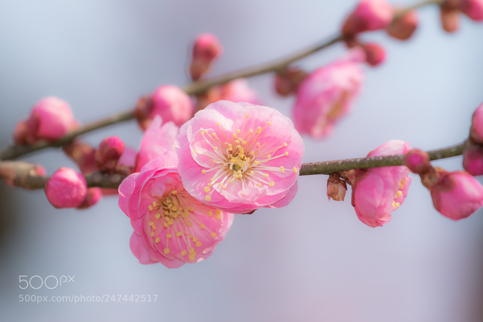 Canon EOS 7D Mark II sample photo. Ume blossom photography