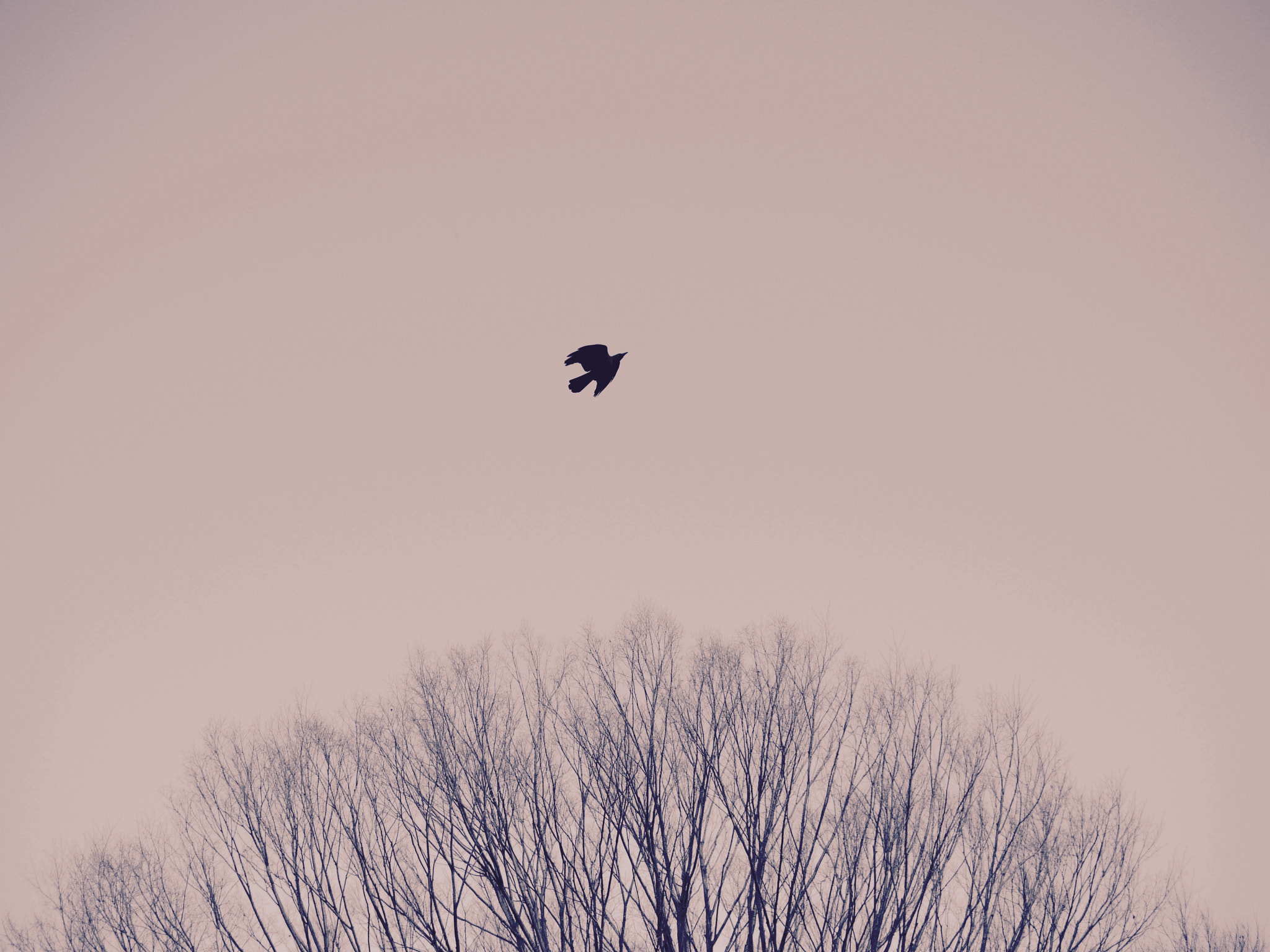 Panasonic Lumix DMC-GF1 sample photo. Birds photography