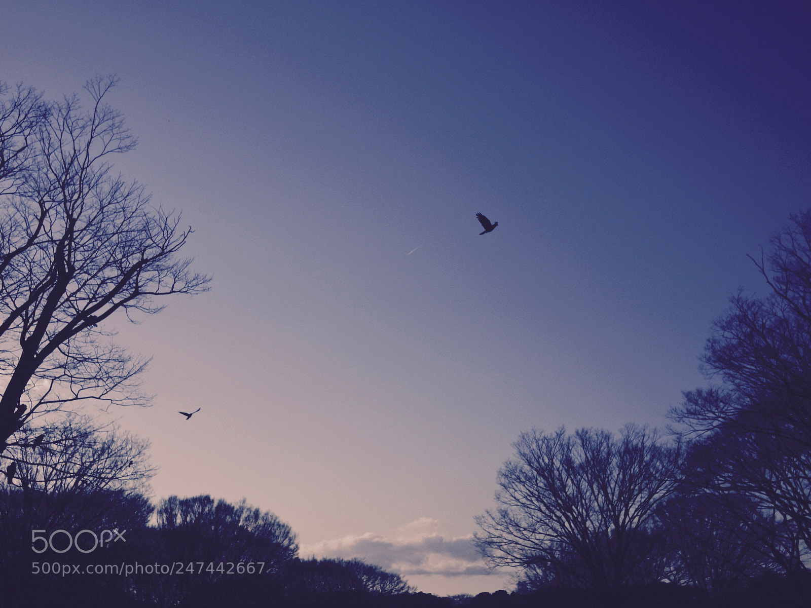 Panasonic Lumix DMC-GF1 sample photo. Birds photography