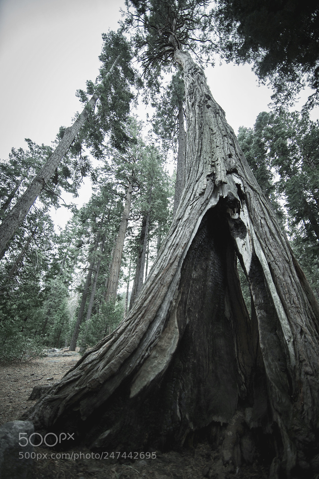 Canon EOS-1D X sample photo. Hollow tree photography