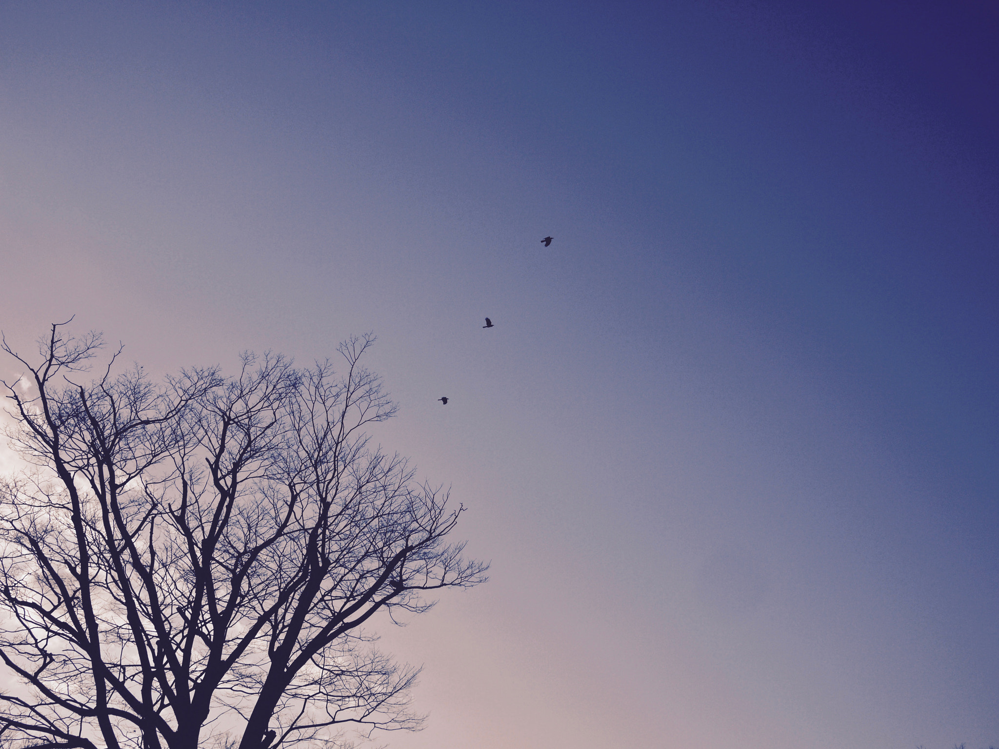 Panasonic Lumix DMC-GF1 sample photo. Birds photography