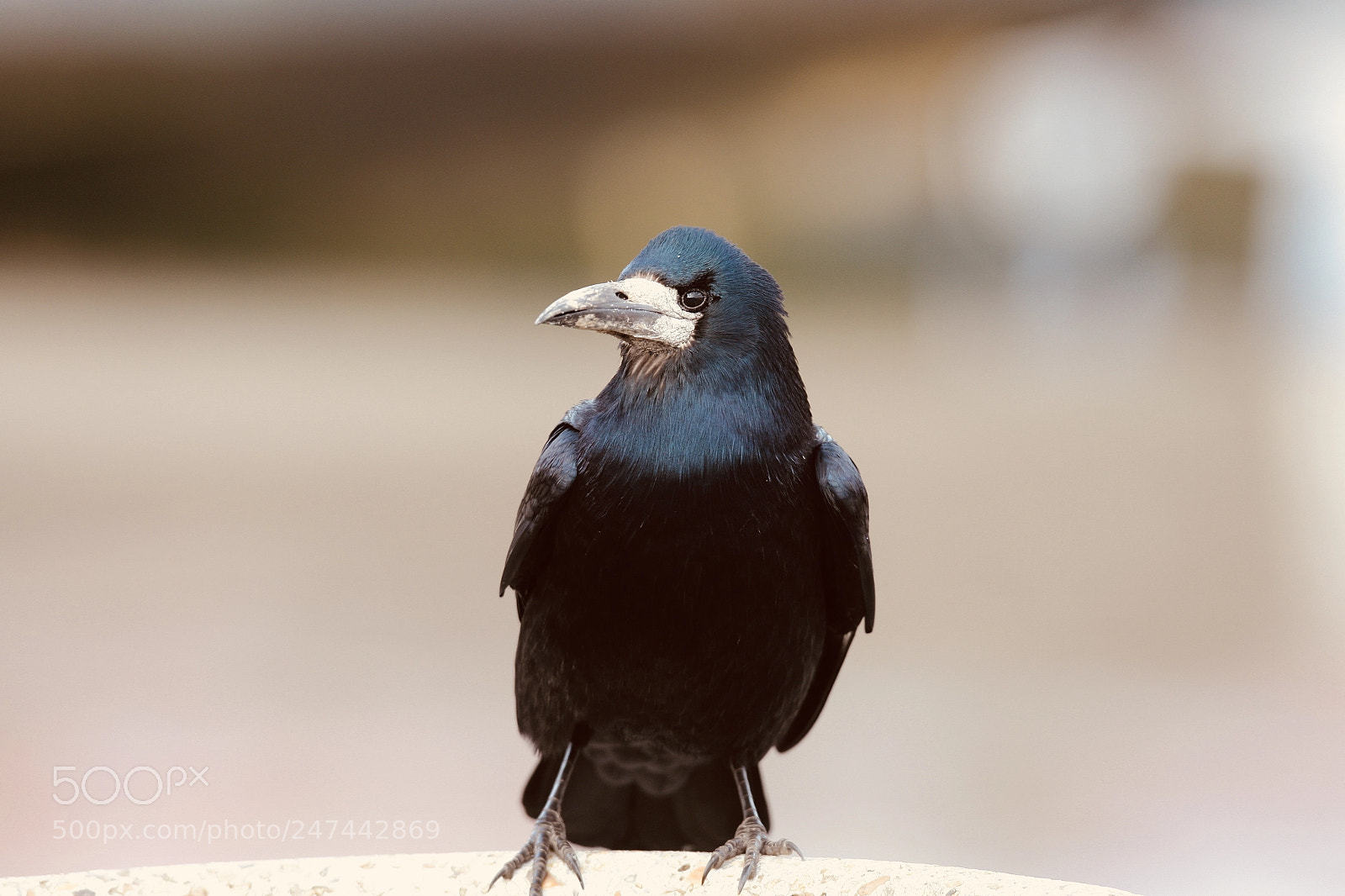 Canon EOS-1Ds Mark III sample photo. The black general from photography