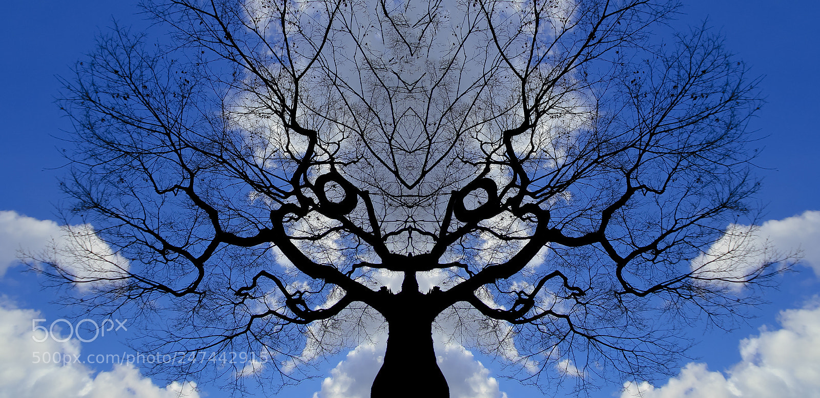 Canon EOS 7D sample photo. Angry tree save environment photography