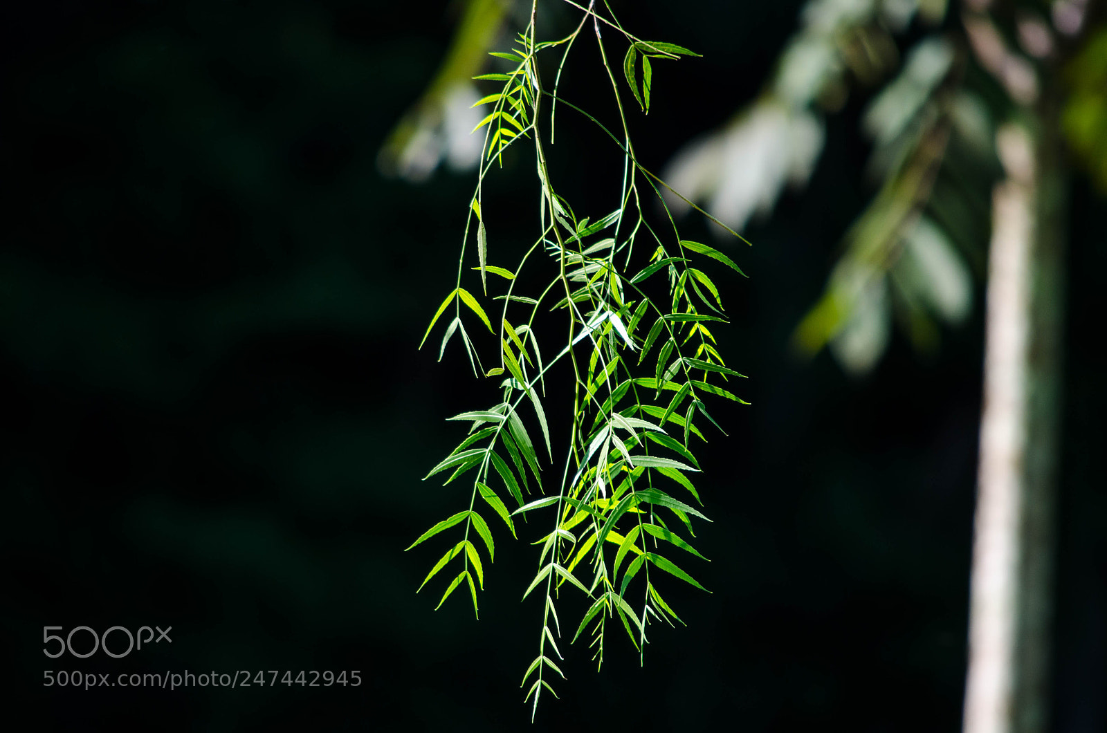 Nikon D5100 sample photo. Fim photography
