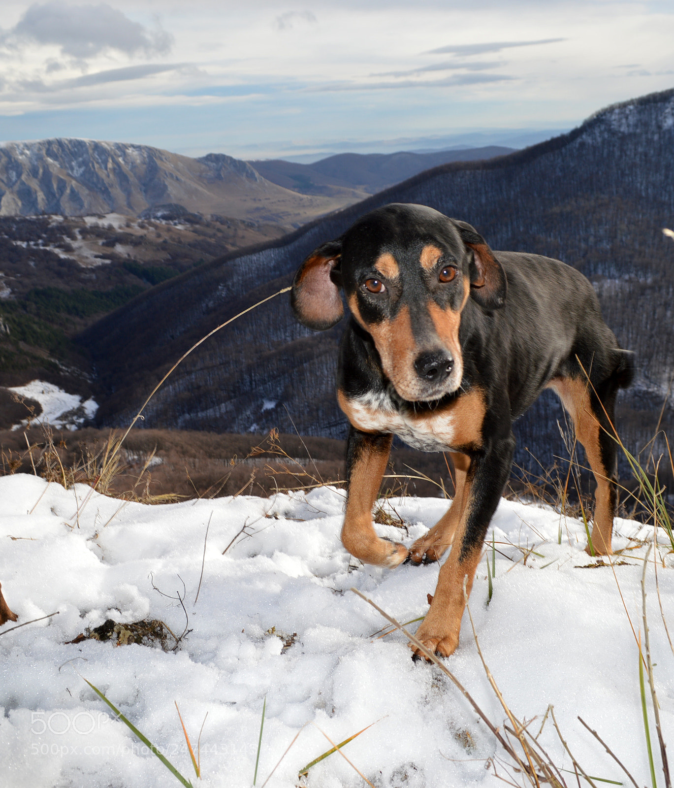 Nikon D3200 sample photo. Hunting dog photography