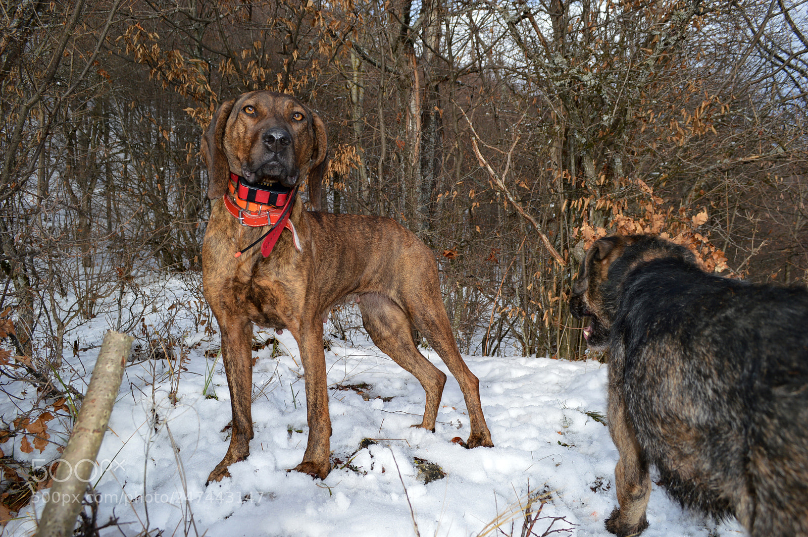 Nikon D3200 sample photo. Hunting dog photography
