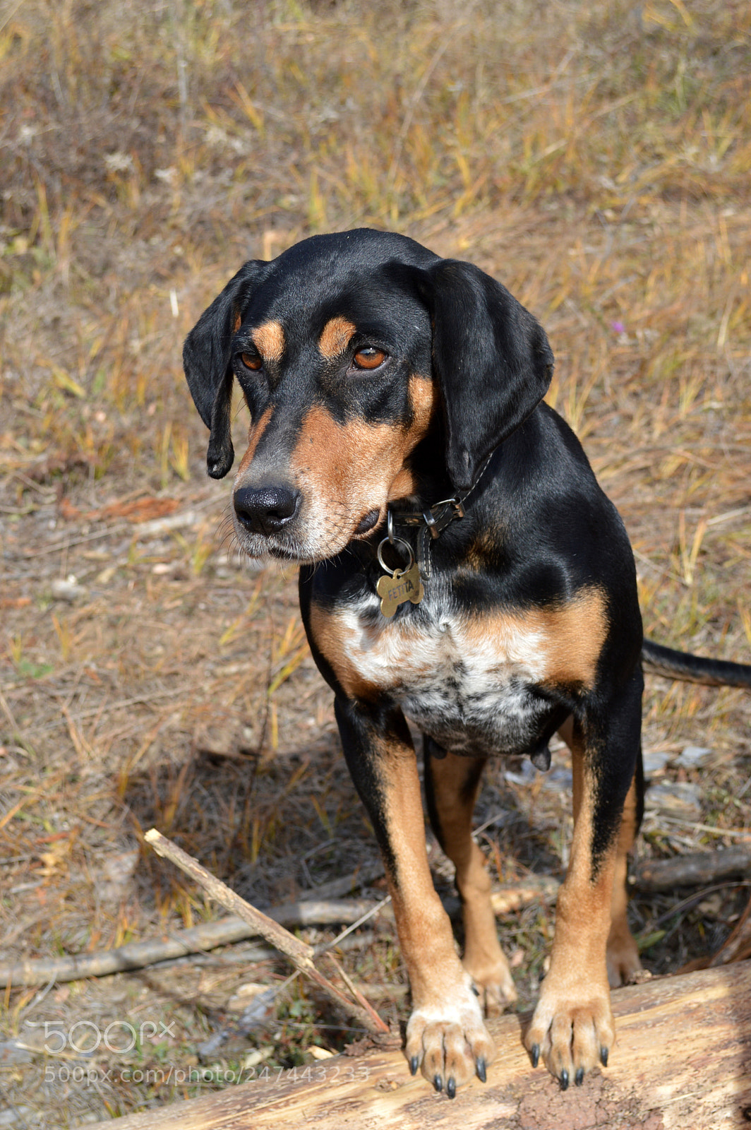 Nikon D3200 sample photo. Hunting dog photography