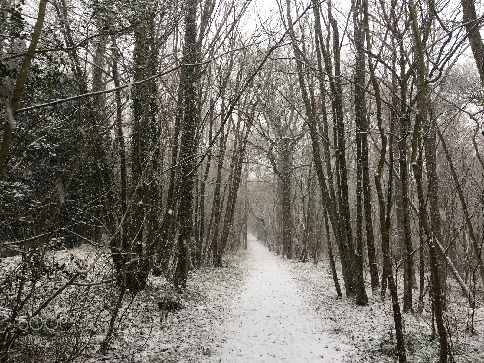 Apple iPhone 6s sample photo. Enchanted woods photography
