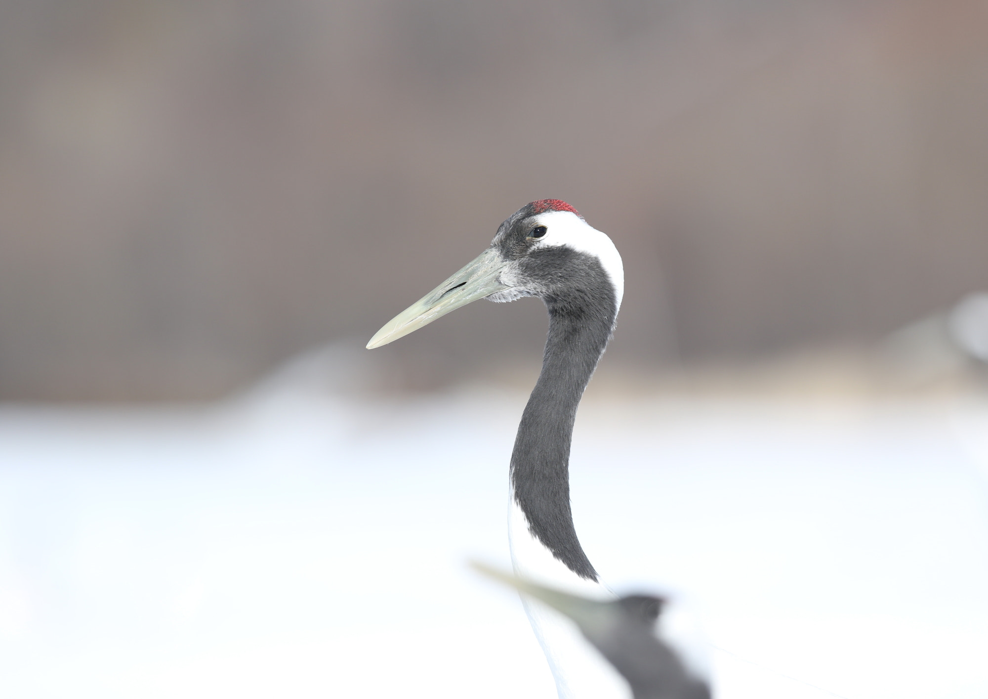 Canon EOS 7D Mark II + Canon EF 300mm F2.8L IS II USM sample photo. Grue du japon hokkaido photography