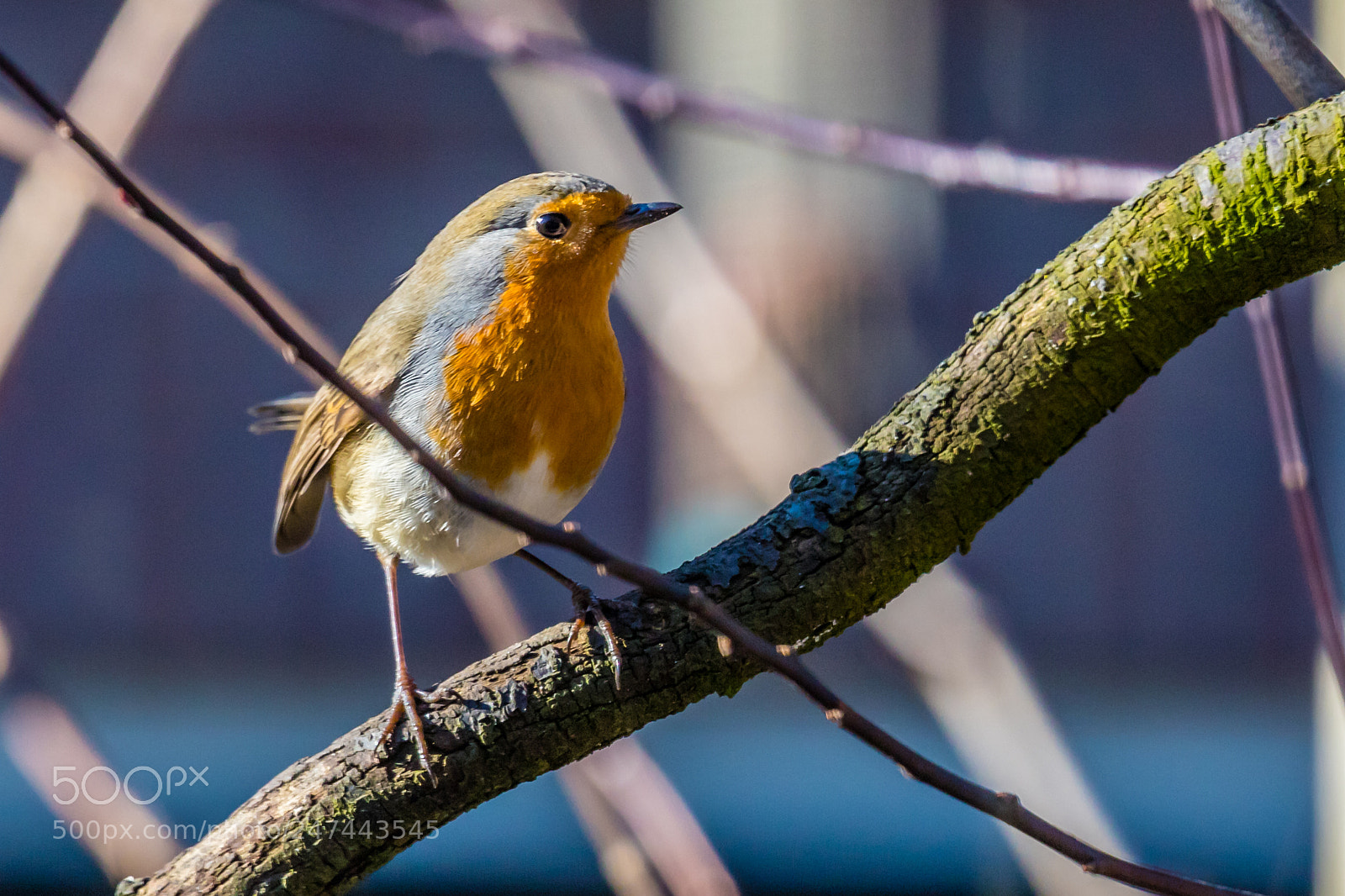 Canon EOS 6D Mark II sample photo. Roodborstje photography