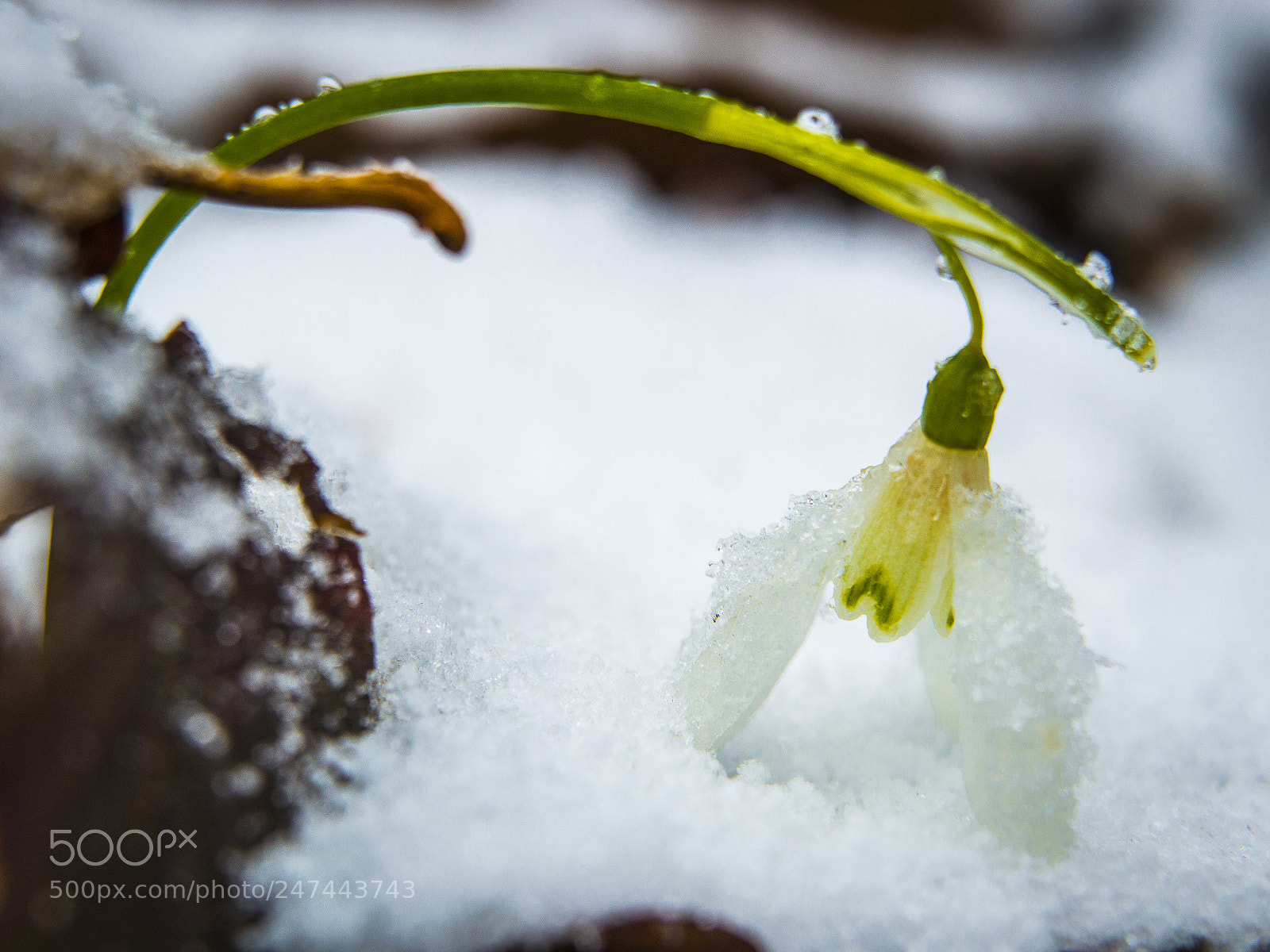 Nikon D3200 sample photo. Snowdrop photography