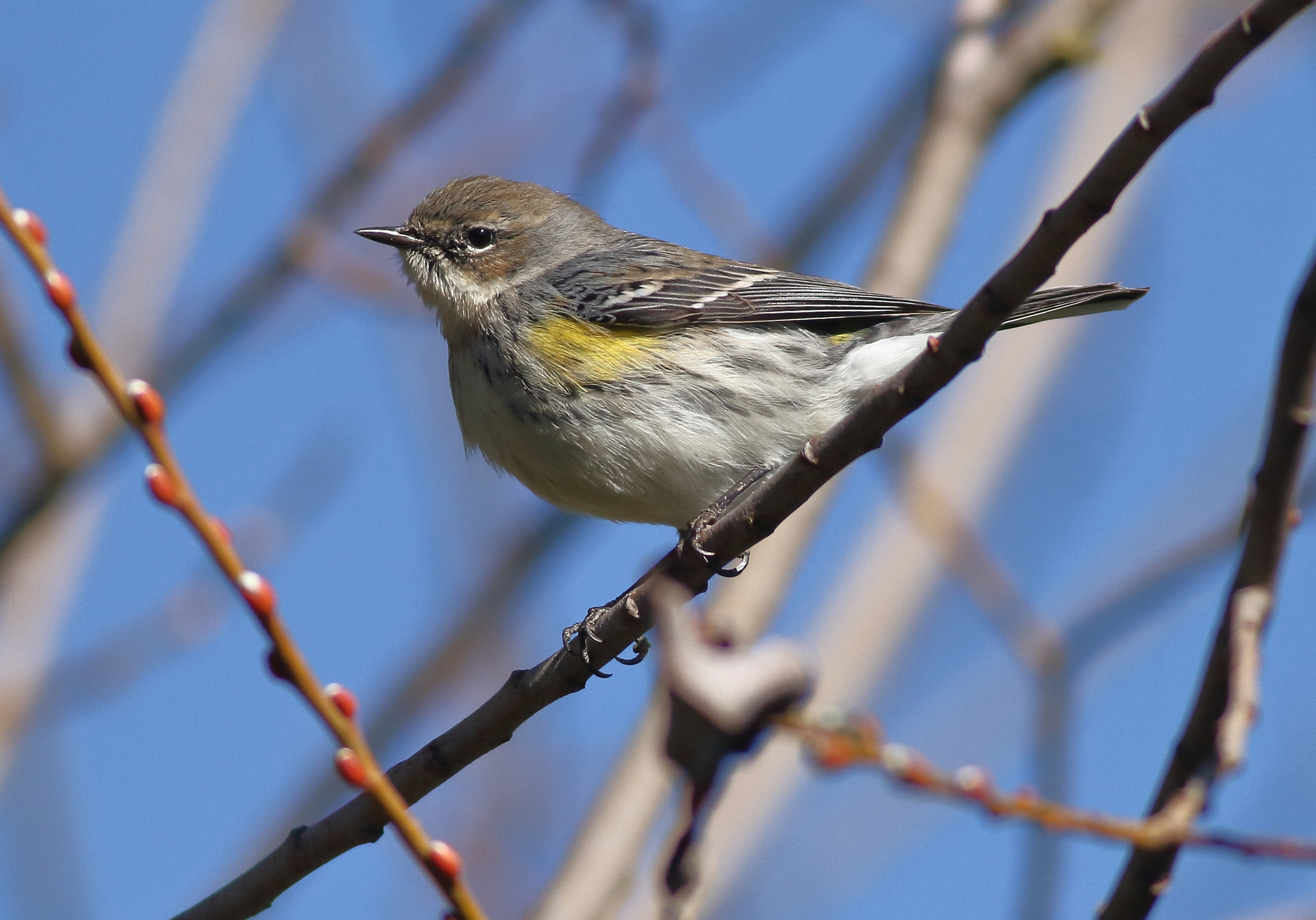 Canon EOS 7D + Canon EF 400mm F5.6L USM sample photo. Yellow-rumped warbler (myrtle) photography